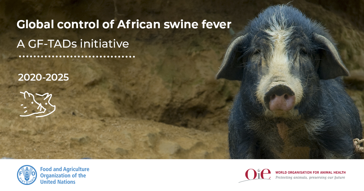 Action needed to halt spread of deadly pig disease via the GF-TADS initiative