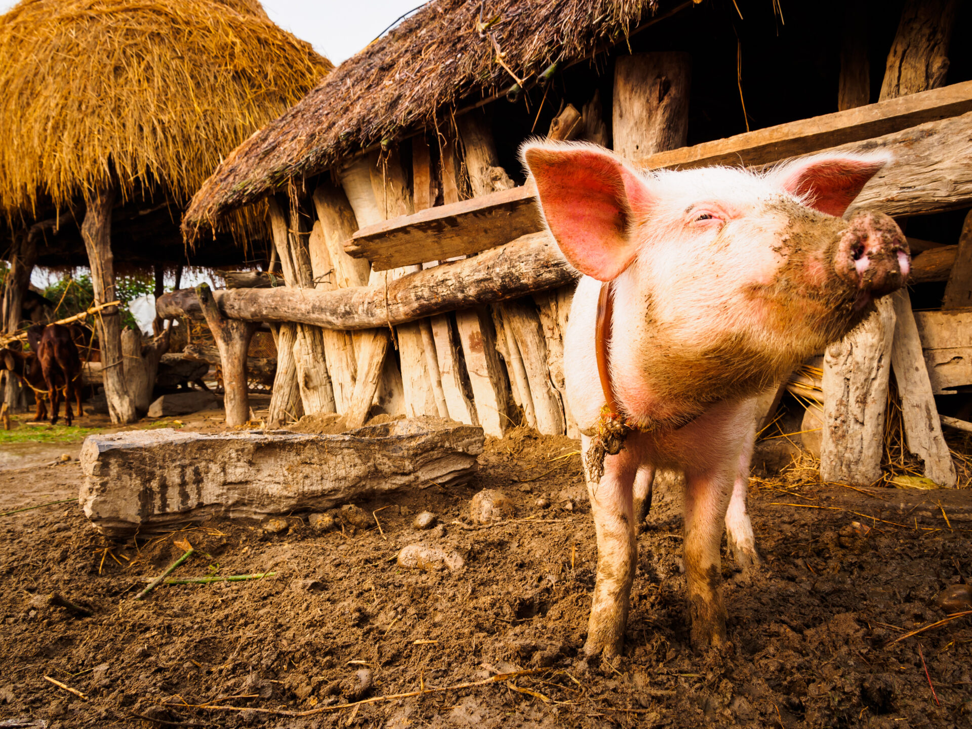 OIE and FAO kickstart global initiative to stop spread of deadly pig disease  - WOAH - World Organisation for Animal Health