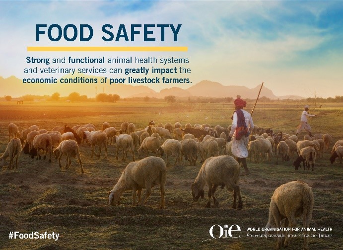 Food safety - OIE infographic