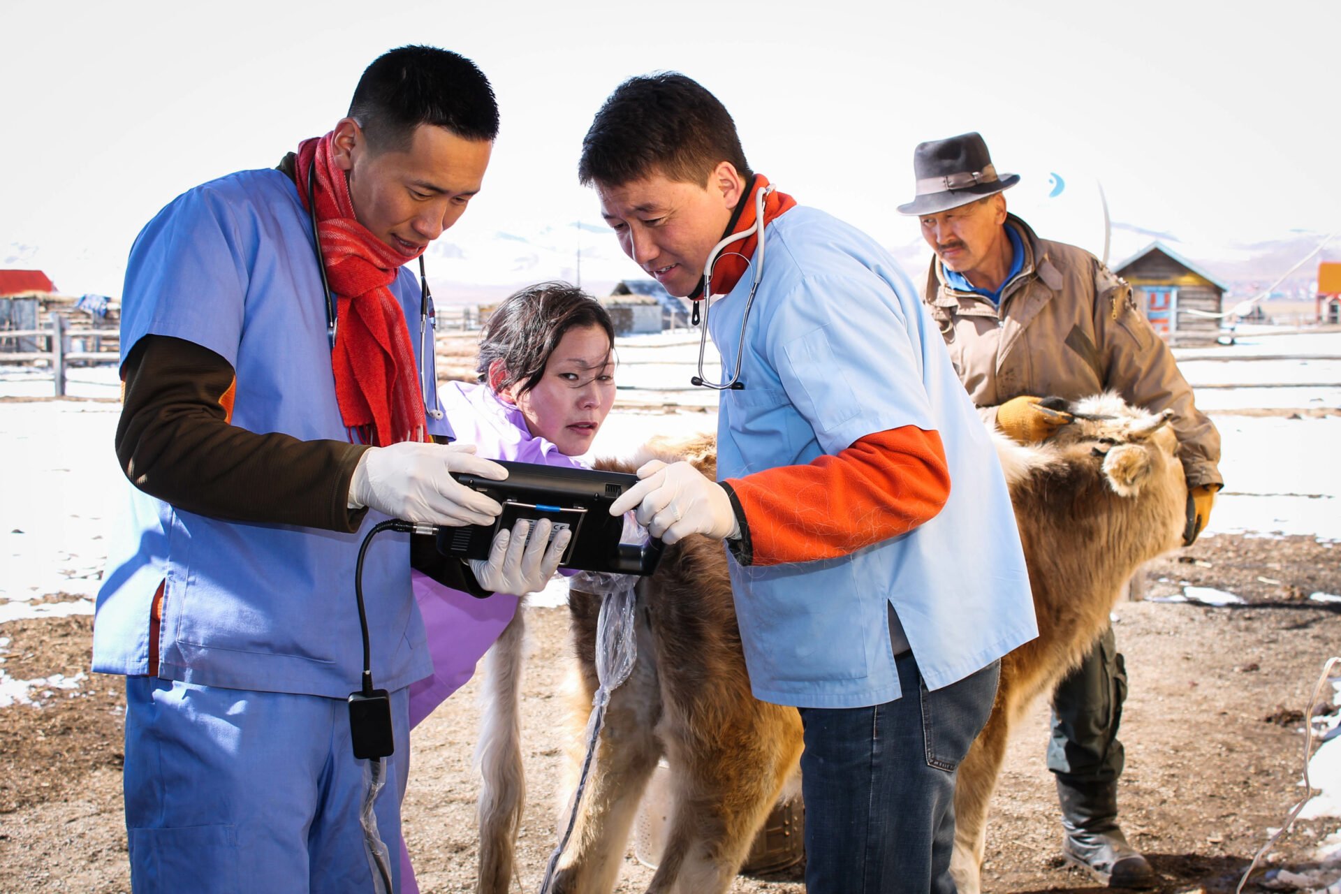 World Organisation for Animal Health: Home - WOAH