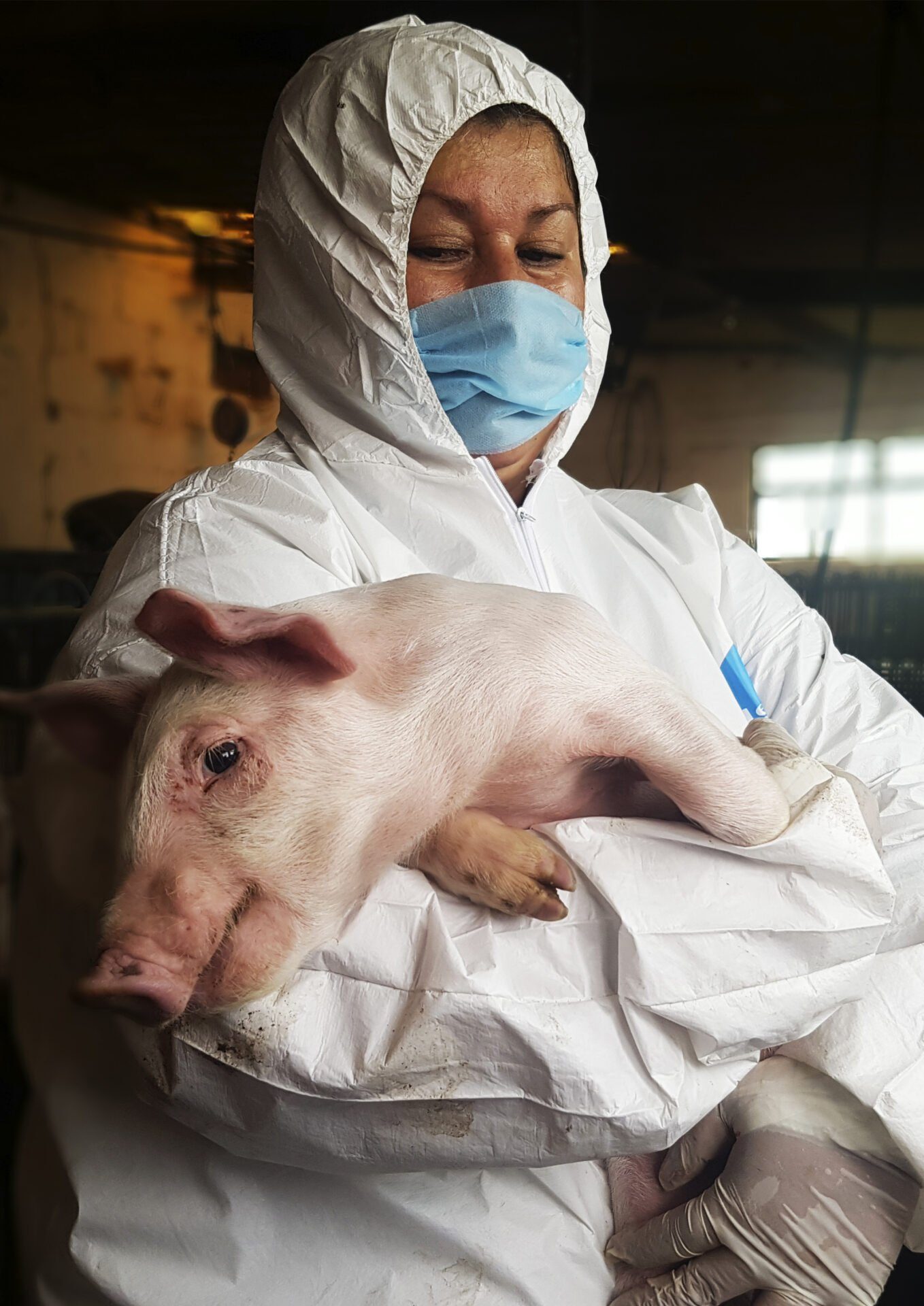 Urgent action needed to curb the spread of African swine fever in the  Americas - WOAH - World Organisation for Animal Health