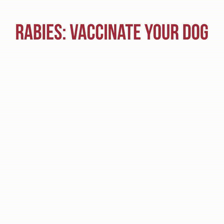Vaccinate your dog