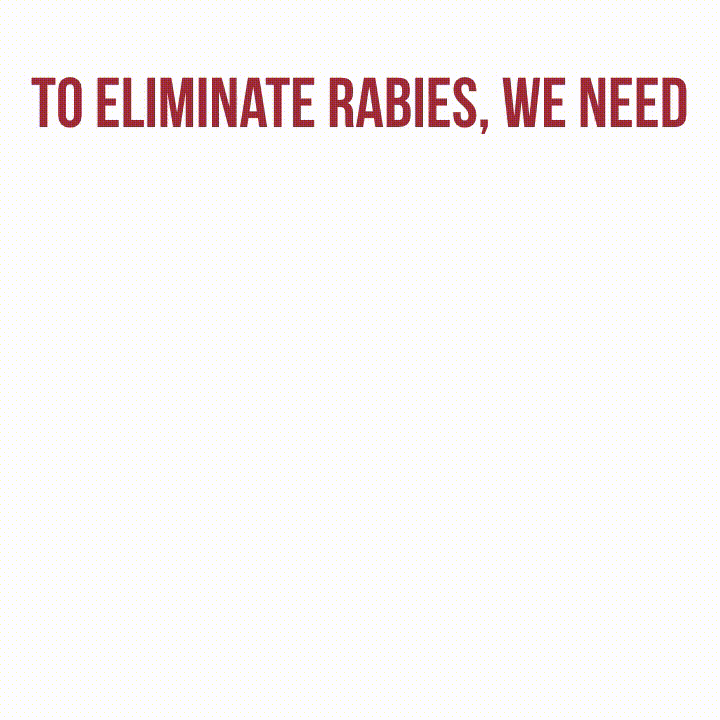 Steps to eliminate Rabies