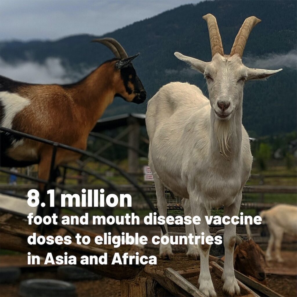 Delivering quality vaccines can help curb foot and moth disease