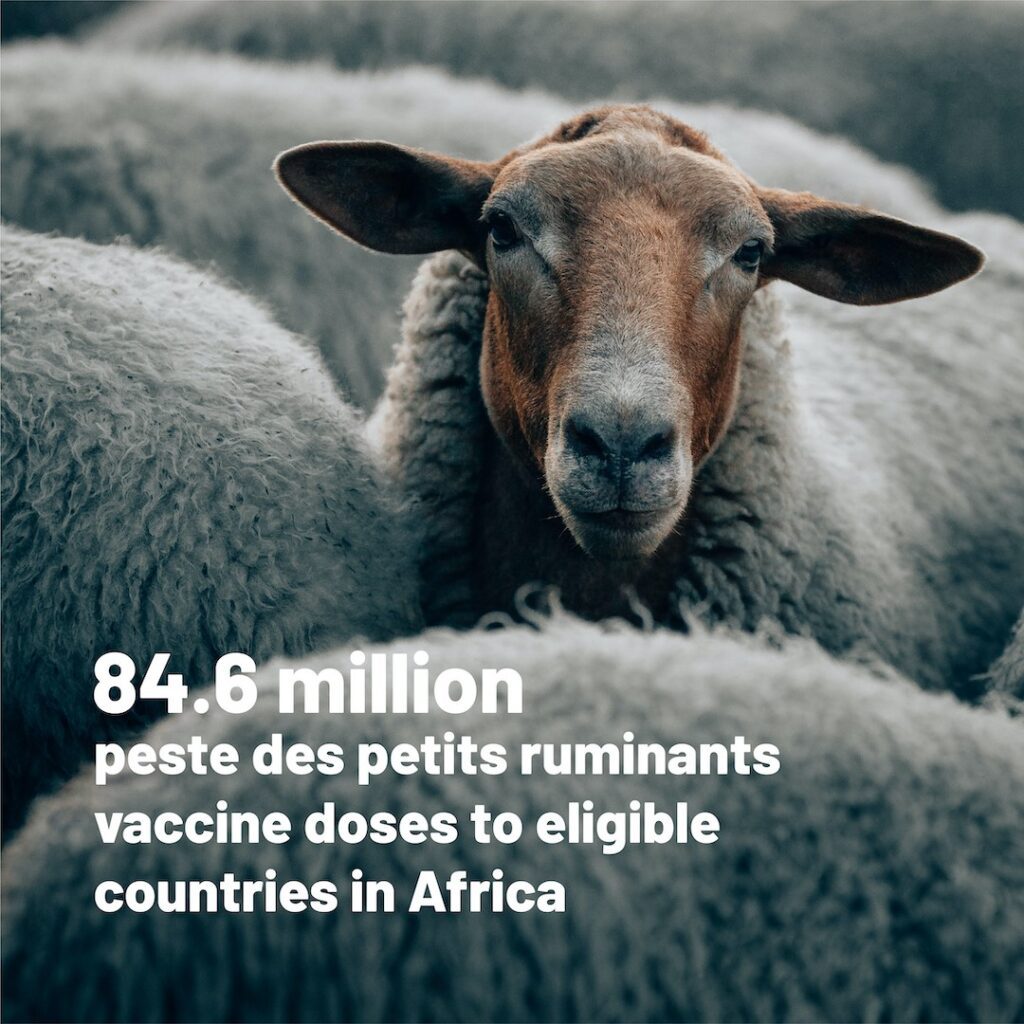 PPR vaccines in Africa are available in Africa