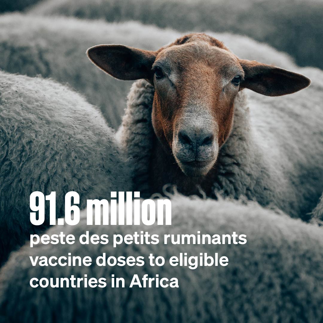 visual illustration_number of peste des petits ruminants vaccine doses delivered to eligible countries in Africa and Asia