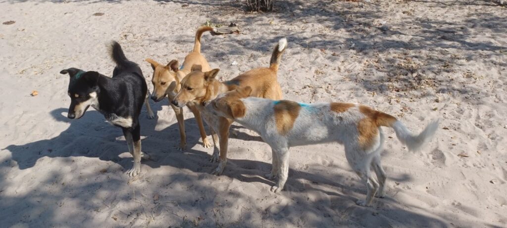 Dogs vaccinated against rabies in Namibia