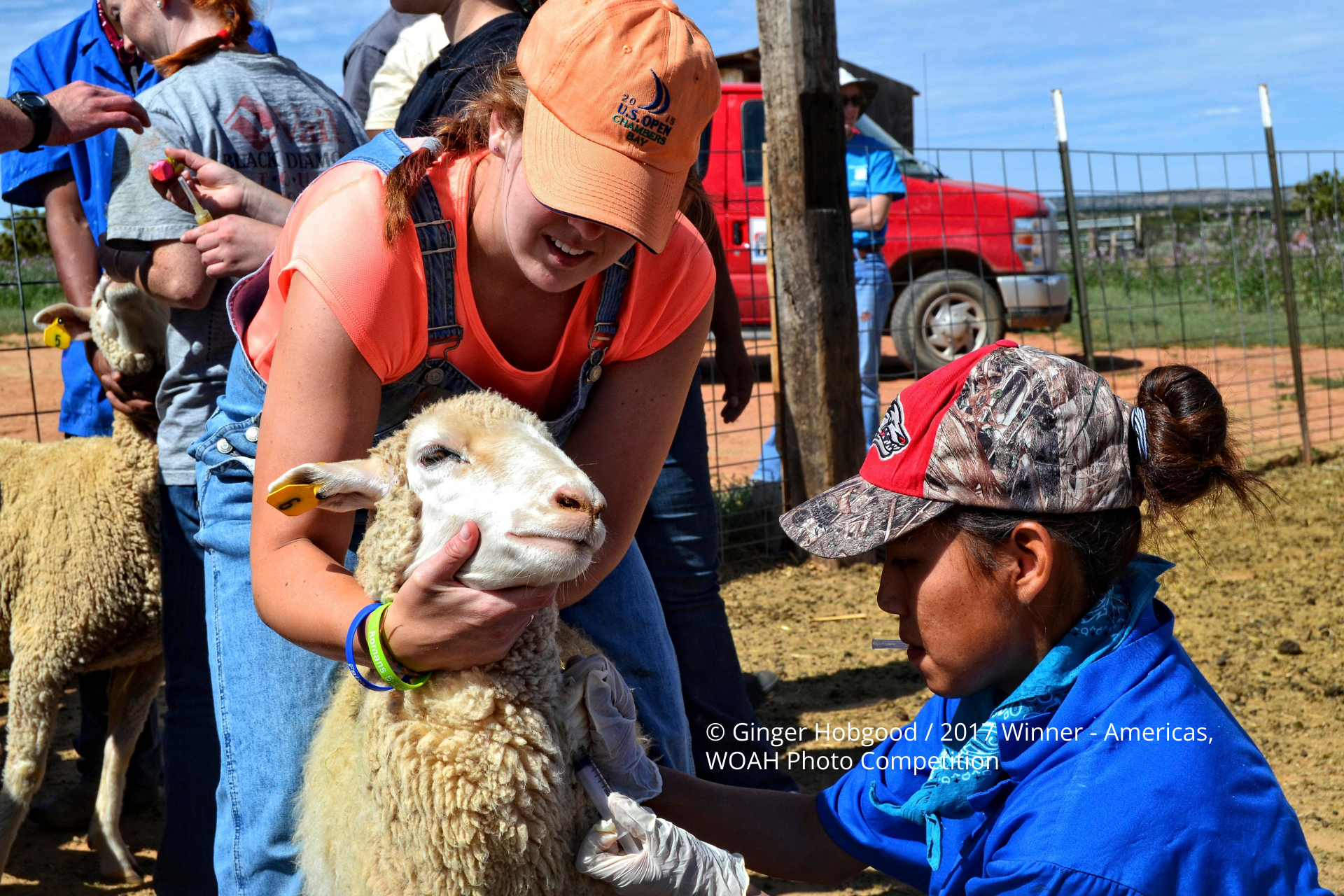 Photo caption; Vaccines and dewormer for a Navajo Churro sheep herd Photographer: Ginger Hobgood