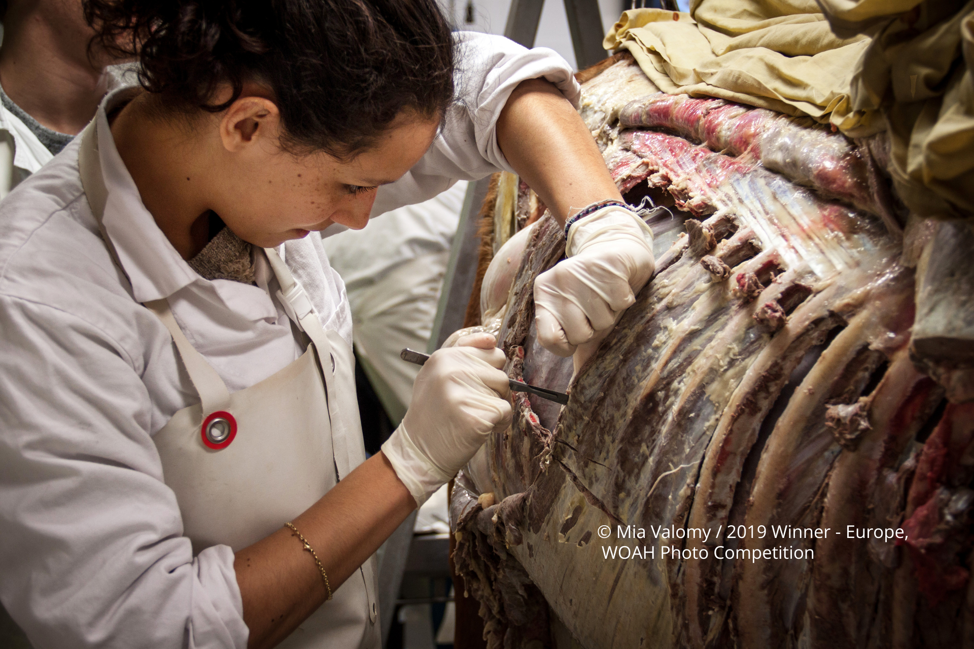 Horse dissection by a veterinary student Photographer: Hani Bader