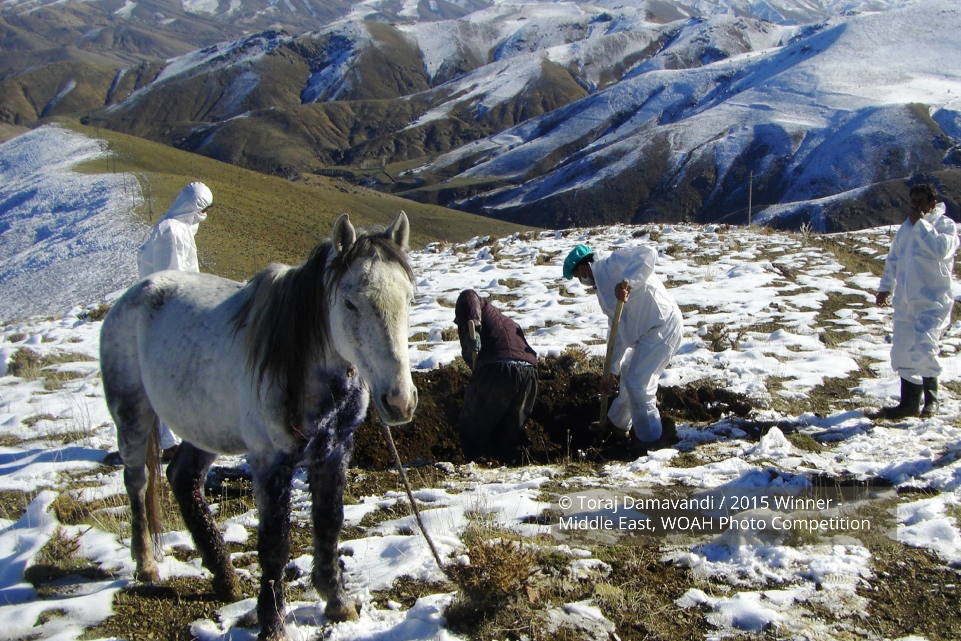 Photo caption: Destruction of horse with glanders Photographer: Dr Toraj Damavandi