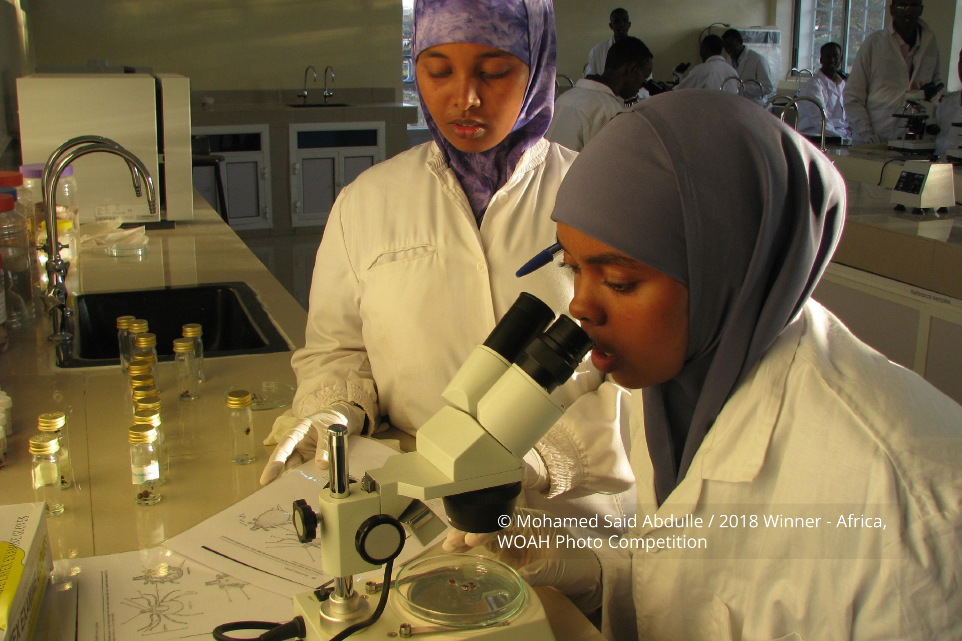 Two female veterinarians performing tick identifcation at IGAD Sheikh Technical Veterinary School(ITSVS) diagnostic laboratory , Somalia