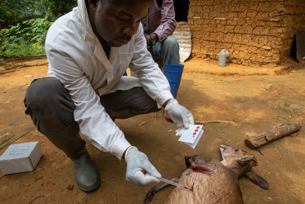 Disease surveillance system_scientists taking a blood sample from an animal