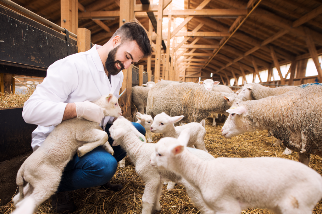 92nd General Session WOAH_Veterinarian taking care of sheep in a farm