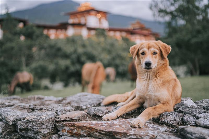 Bhutan Rabies Vaccination_a dog in Bhutan facing the camera