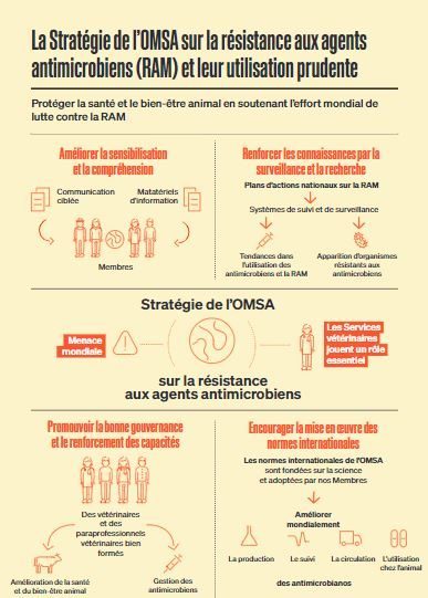 Infographie: Stratégie de l’OIE sur la résistance aux agents antimicrobiens et leur usage prudent