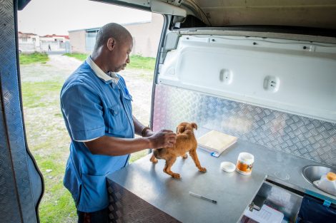 WOAH has helped reduce rabies cases in Lesotho