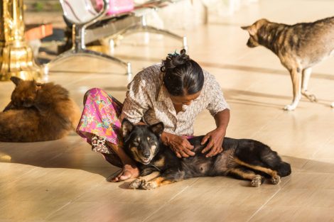 Myanmar has rediced rabies cases with the help of WOAH