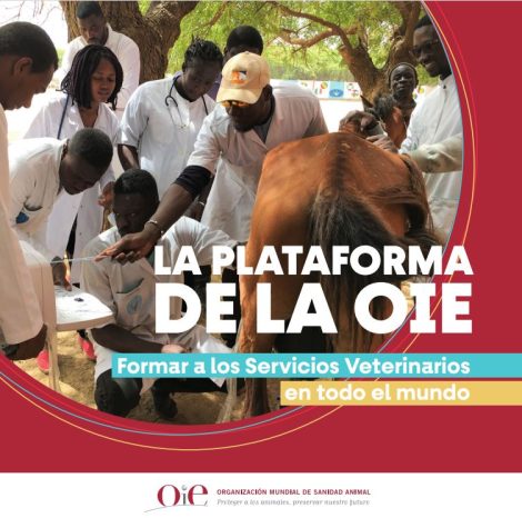 La plataforma de la OIE- Formando servicios veterinarios