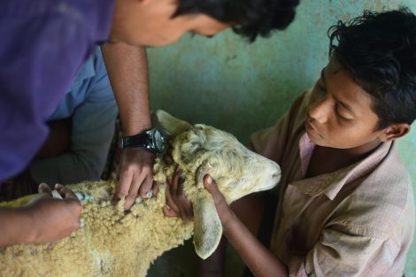 ©World Organisation for Animal Health/B.Sharma
