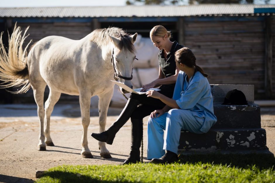 veterinarians with horse