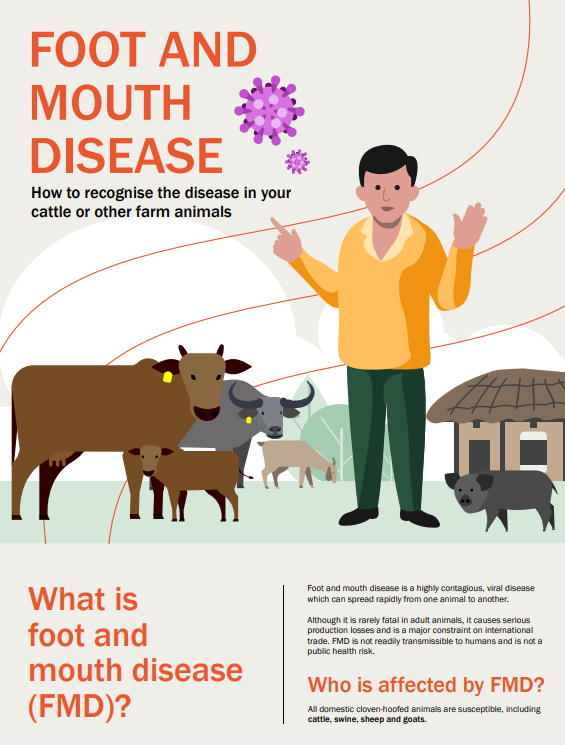 A visual graphic of recognising food and mouth disease in animals