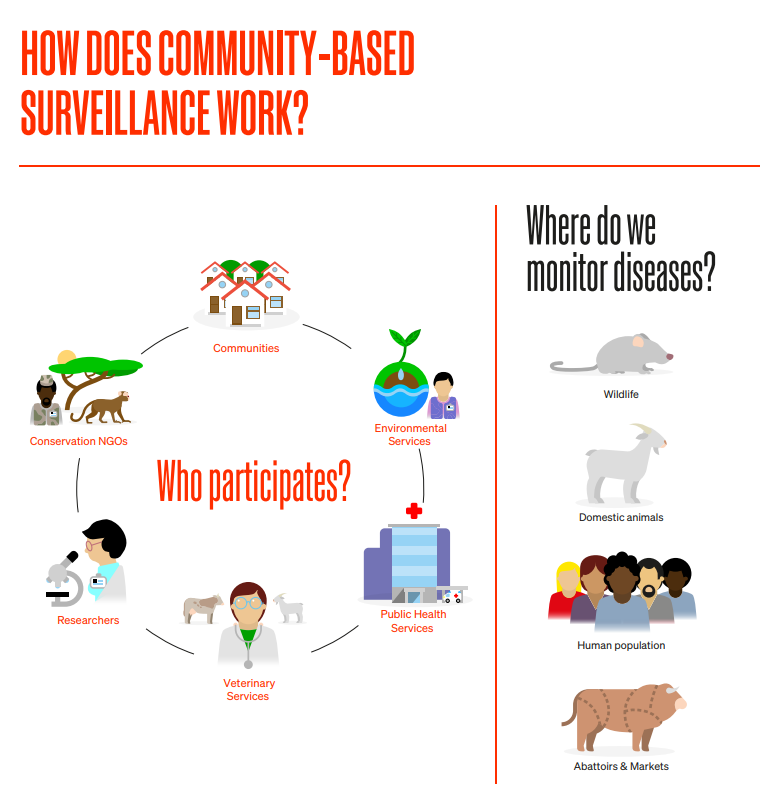 infographic on how community-based surveillance works_animal health_WOAH