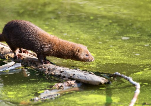 Photo of brown-skinned mink on a log of wood