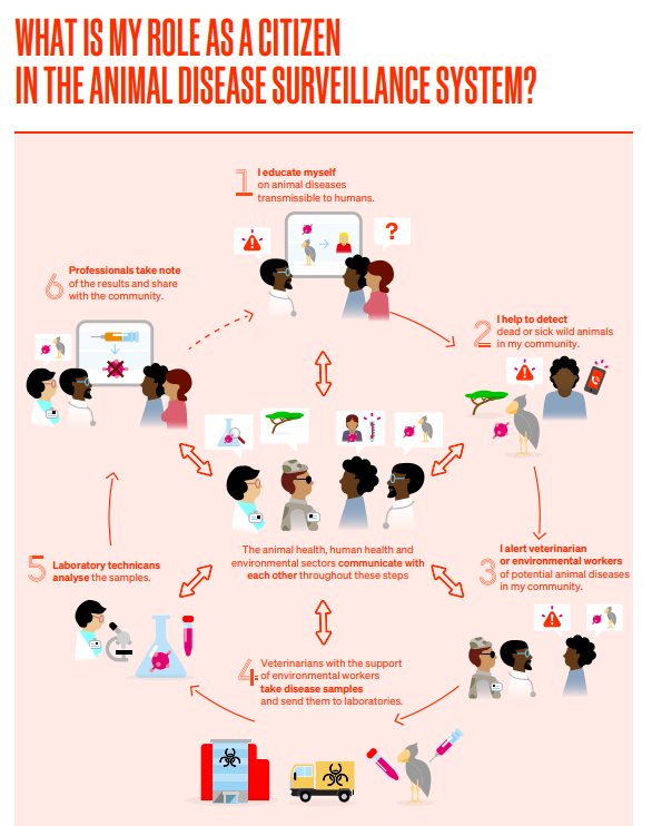 A visual illustration on my role as a citizen in the animal disease surveillance system_WOAH