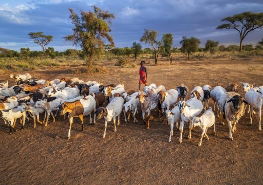 involving-the-private-sector-to-upscale-livestock-vaccination