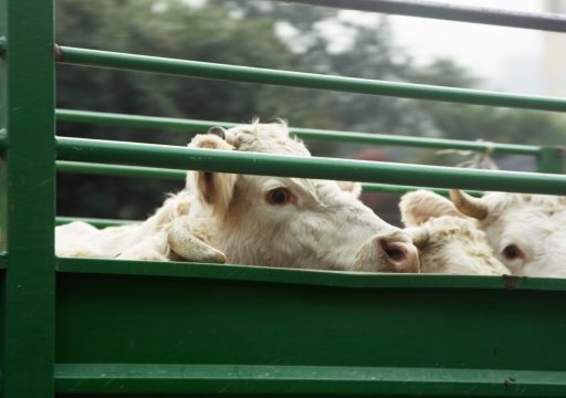 Animal transport: implementing welfare regulations in the field