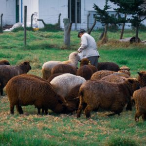 WOAH 100th Anniversary; a farmer feeding sheep