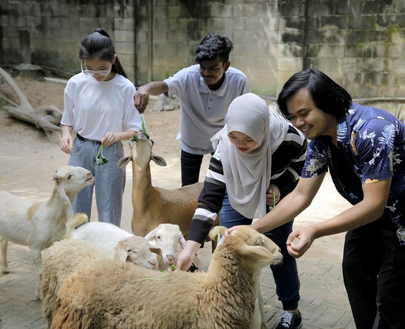 WOAH 100th_group of young people happily feeding sheep