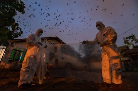 disease survelliance_scientists capturing bats to sample for EBOLA