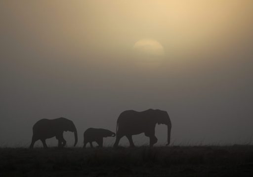 World Wildlife Day 2024_Three elephants walking and a view of the setting sun