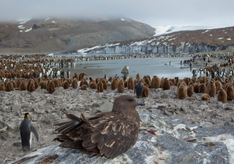 Avian Influenza Antartica_Flock of birds close to the seaside