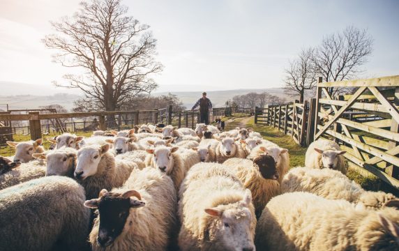 Vision_Animal Health_Shepherd leading sheep in an open field pen