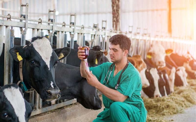 less antimicrobial use_veterinarian vaccinating cattle on a farm