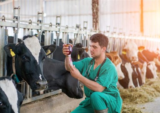 less antimicrobial use_veterinarian vaccinating cattle on a farm