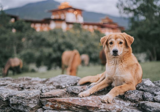 Bhutan Rabies Vaccination_a dog in Bhutan facing the camera