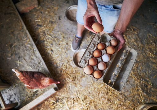 vaccination avian influenza_man holding egg with a chicken