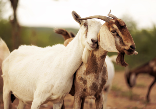 official animal health status