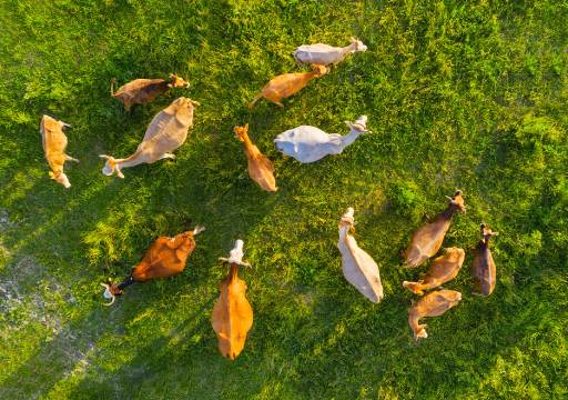 rinderpest eradication_aerial view of colourful horses on a field