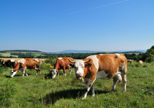 FMD outbreaks in the EU