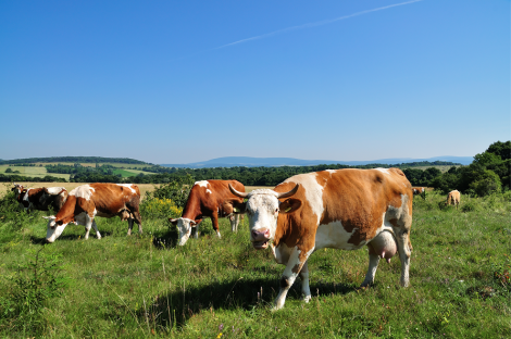 FMD outbreaks in the EU
