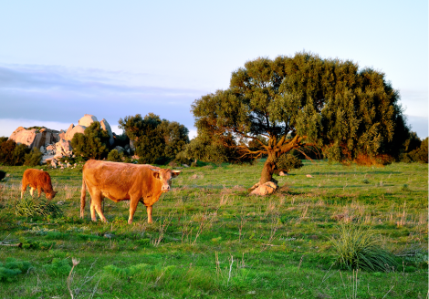 Lumpy Skin Disease outbreak in Europe 2025_a group of infected cattle in green pasture