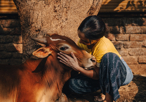 Veterinary_Indian woman looking closely at a cow