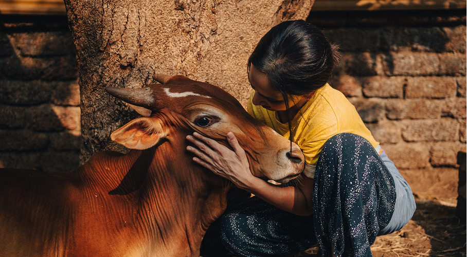 Veterinary_Indian woman looking closely at a cow