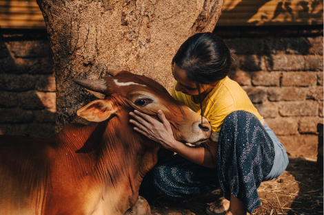 Veterinary_Indian woman looking closely at a cow