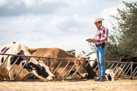 spread of new screwworm americas_mexican farmer observing cattle