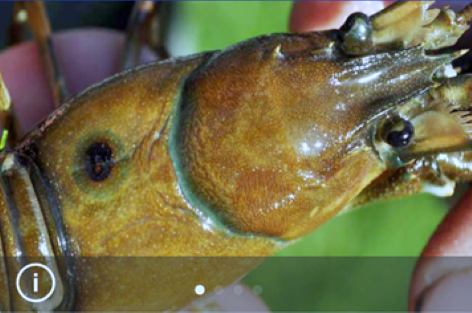Aquatic Animal Diseases Field Guide